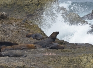 Loberia Natural Reserve. Credit: ISA/Michael Tweddle