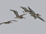 Lifestyle. Credit: ISA/Michael Tweddle