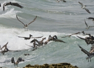 Credit: ISA / Michael Tweddle