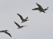 Credit: ISA/Michael Tweddle Credit: ISA/Michael Tweddle